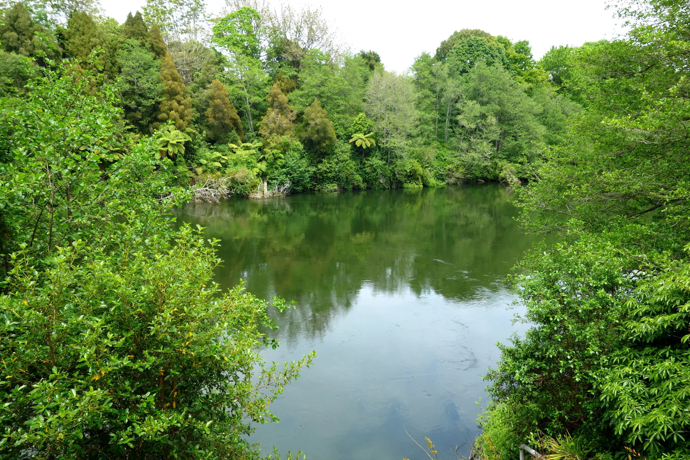 Waikato River viewed from Hamilton Gardens, with native trees along the riverbanks